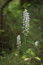 Spiranthes bightensis