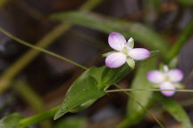 Murdannia keisak