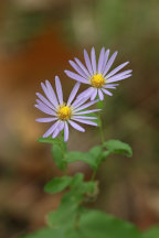 Sympyotrichum patens