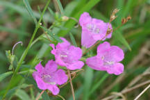 Agalinis purpurea