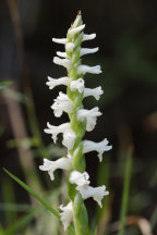 Fragrant Ladies' Tresses