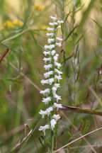 Spiranthes bightensis