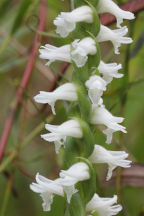 Spiranthes bightensis