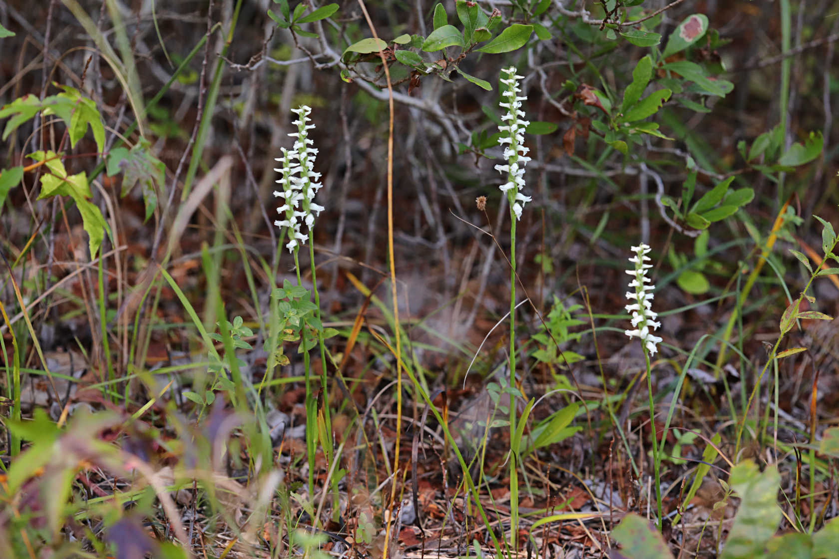 Atlantic Ladies' Tresses