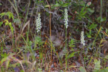 Spiranthes odorata