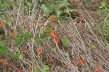 Red Morning Glory