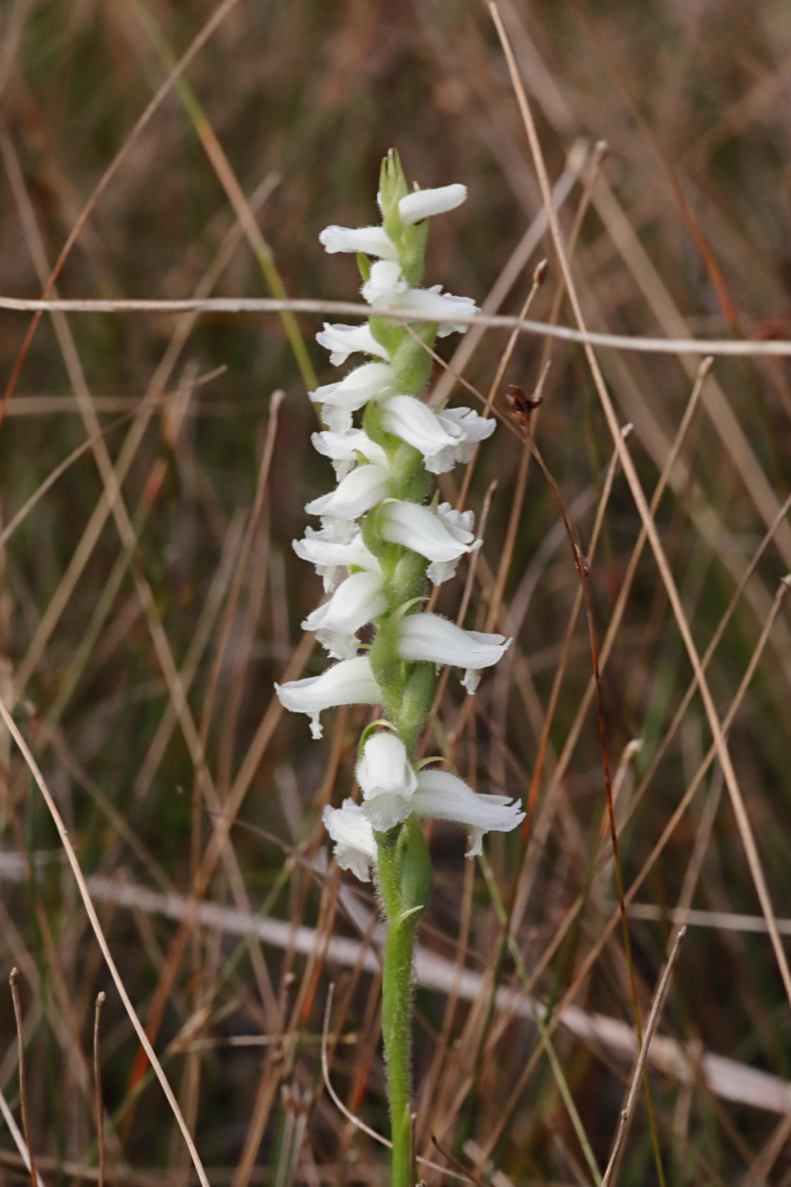 Nodding Ladies' Tresses