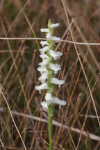 Spiranthes cernua