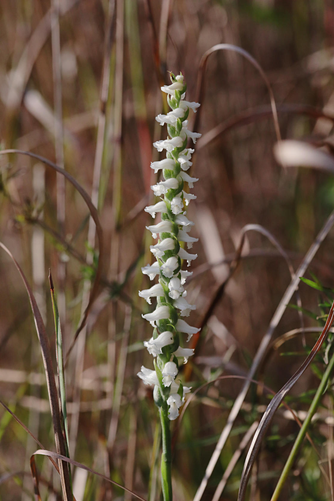 Nodding Ladies' Tresses