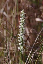 Spiranthes cernua