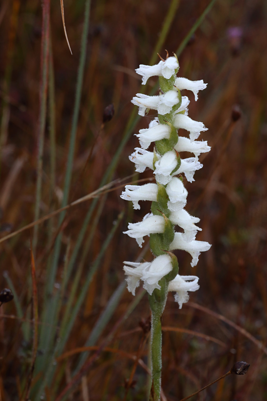 Nodding Ladies' Tresses