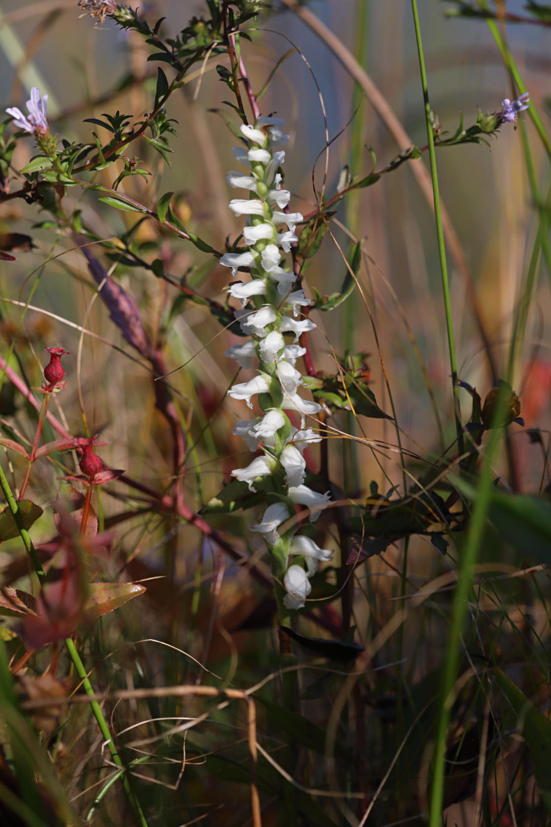 Atlantic Ladies' Tresses
