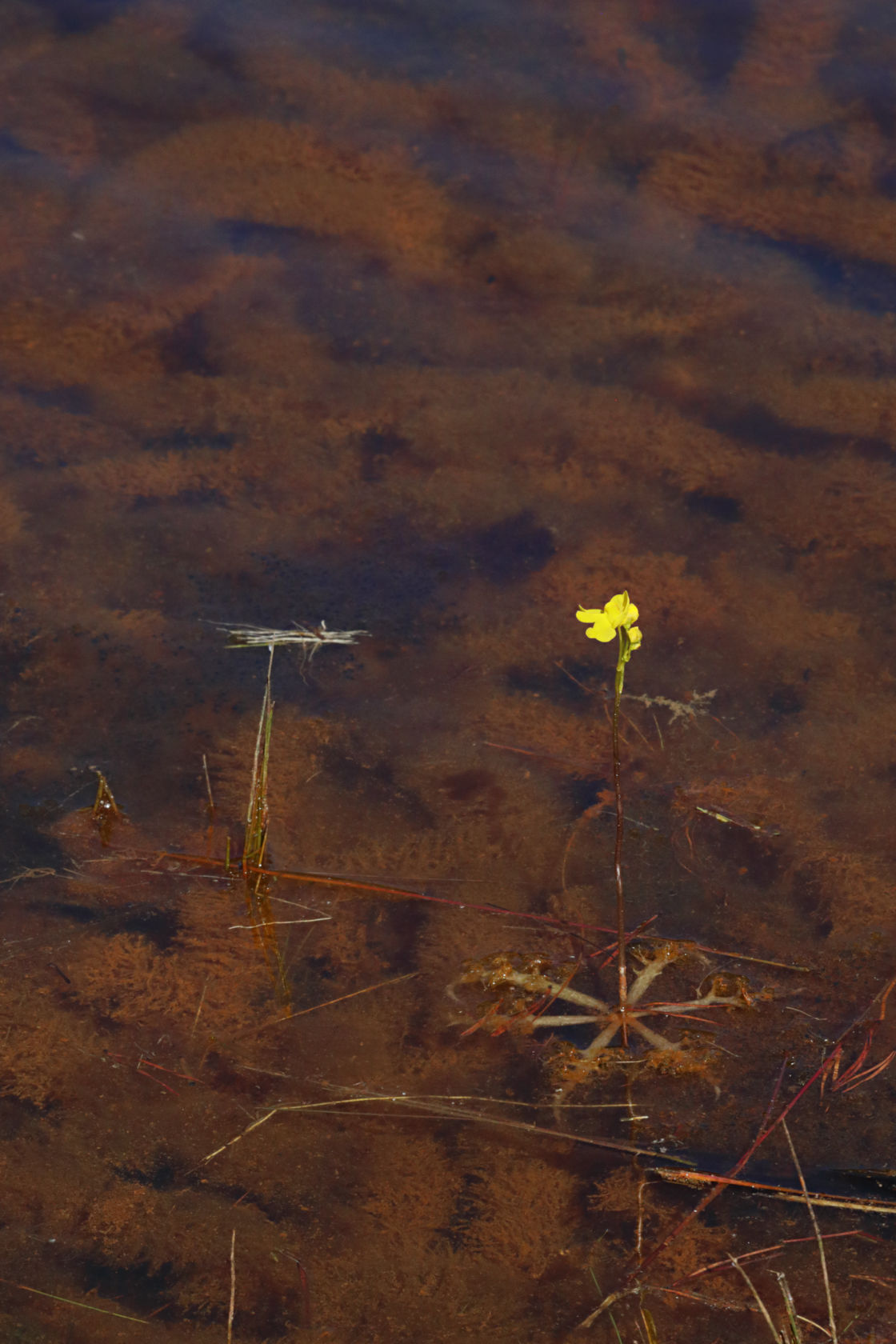 Inflated Bladderwort