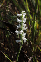 Spiranthes cernua