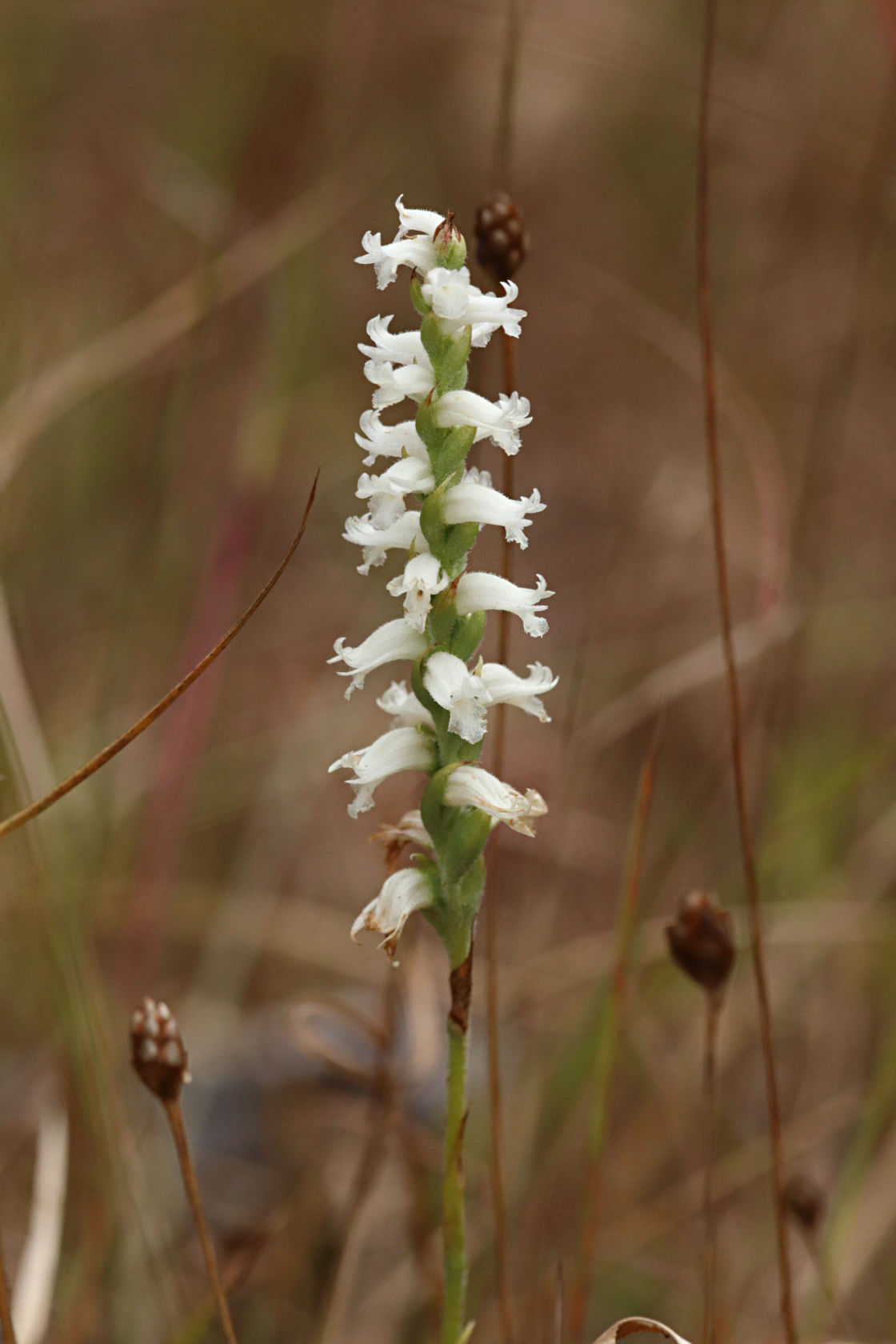 Nodding Ladies' Tresses