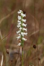 Spiranthes cernua