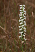 Spiranthes cernua