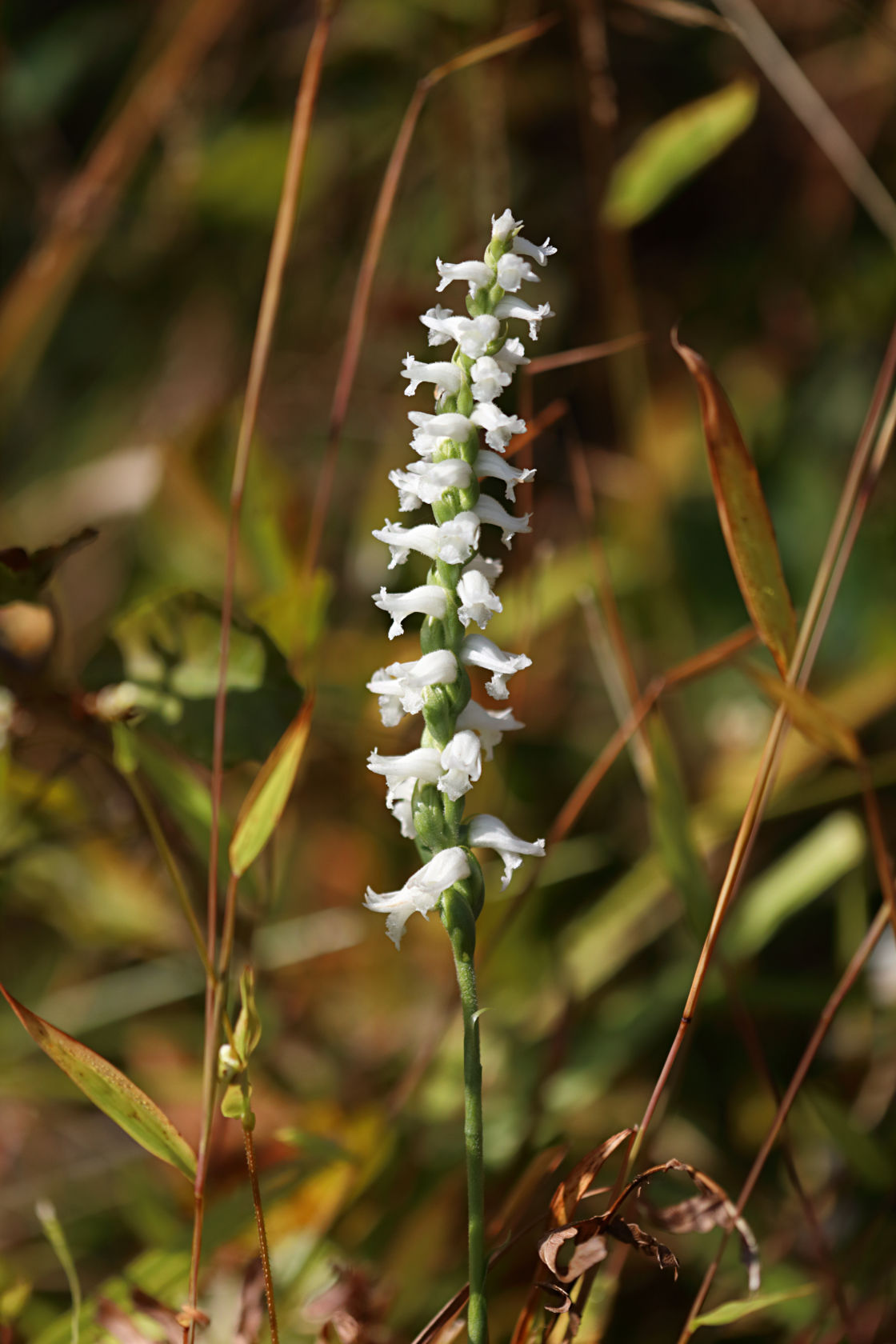 Nodding Ladies' Tresses