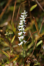 Spiranthes cernua