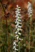 Spiranthes cernua