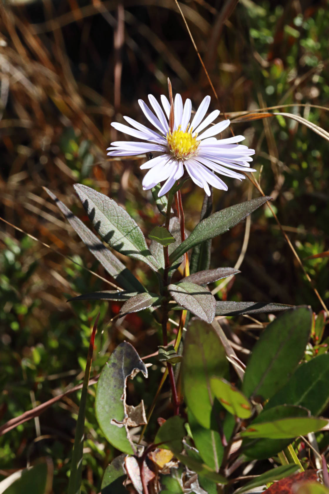 New York Aster