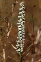 Spiranthes ochroleuca