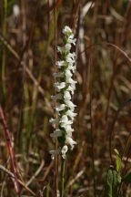 Spiranthes ochroleuca