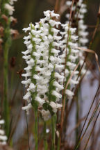 Atlantic Ladies’ Tresses