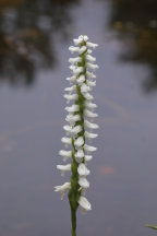 Spiranthes bightensis