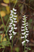 Spiranthes bightensis