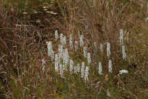 Spiranthes bightensis