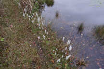 Spiranthes bightensis