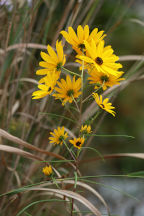 Helianthus angustifolius