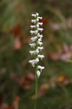 Spiranthes bightensis