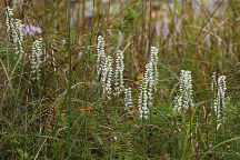 Spiranthes bightensis