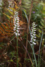 Spiranthes bightensis