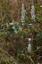 Atlantic Ladies’ Tresses