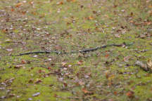 Blact Rat Snake