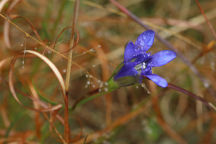 Gentiana autumnalis