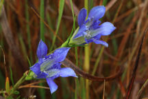 Gentiana autumnalis