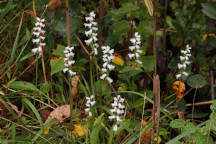 Spiranthes cernua