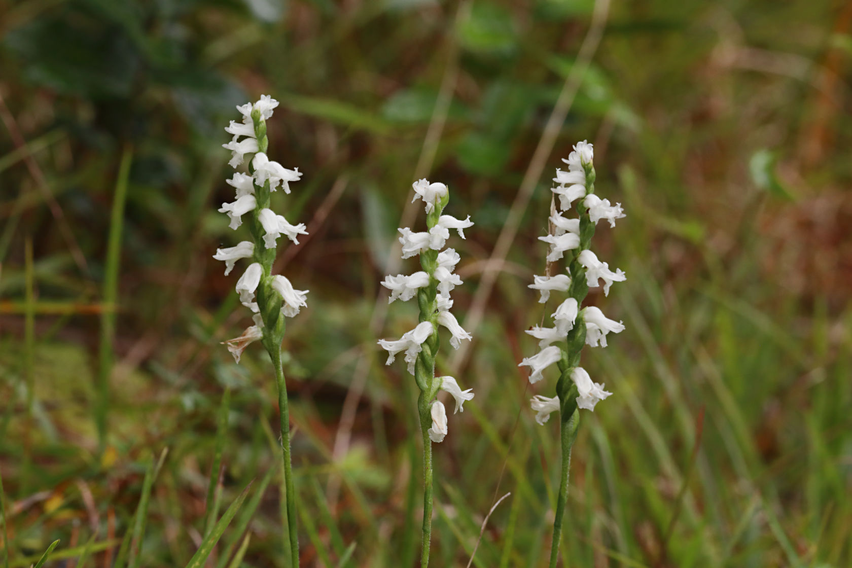 Nodding Ladies' Tresses