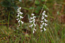 Spiranthes cernua