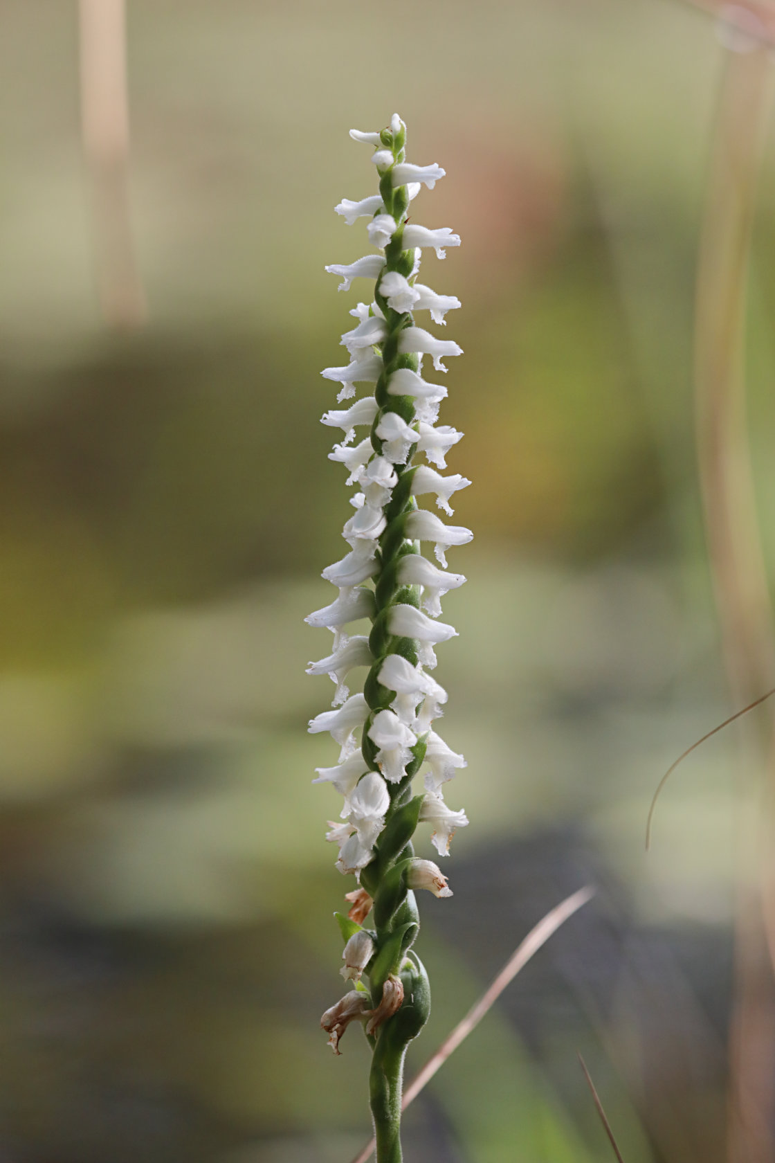 Atlantic Ladies’ Tresses