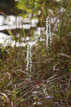 Spiranthes bightensis