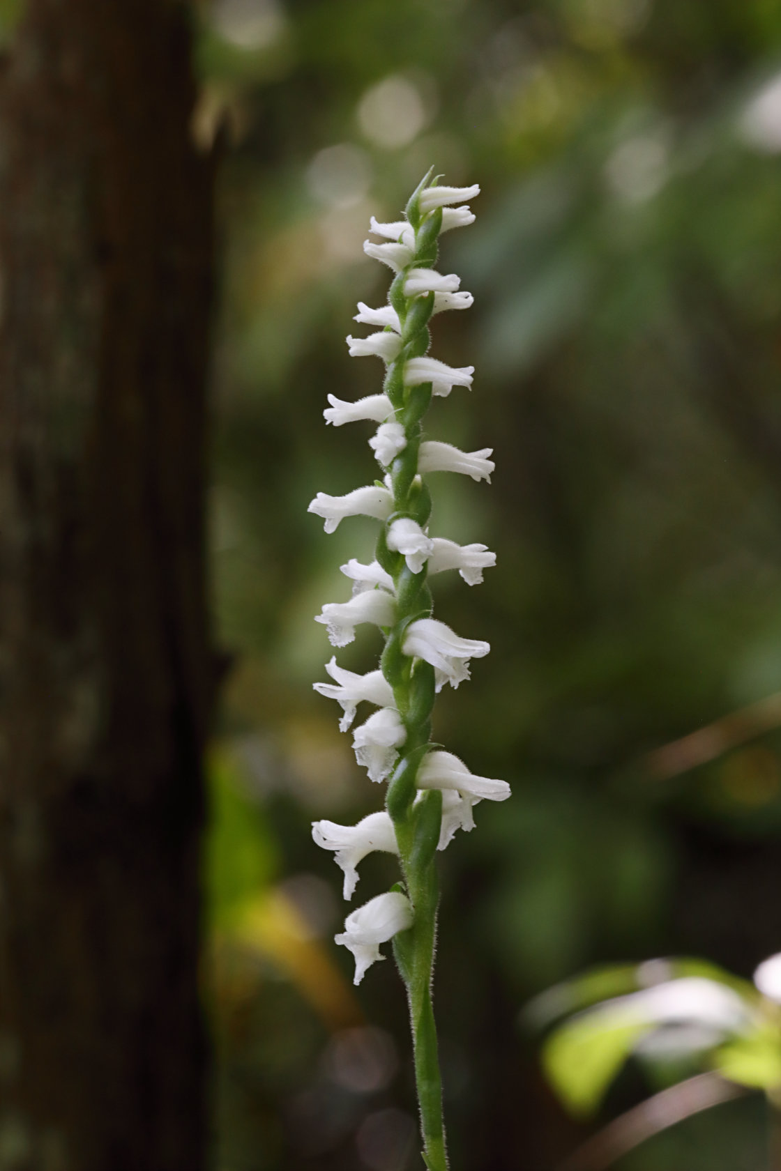 Atlantic Ladies’ Tresses