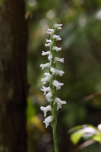 Spiranthes bightensis