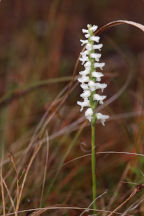 Nodding Ladies' Tresses