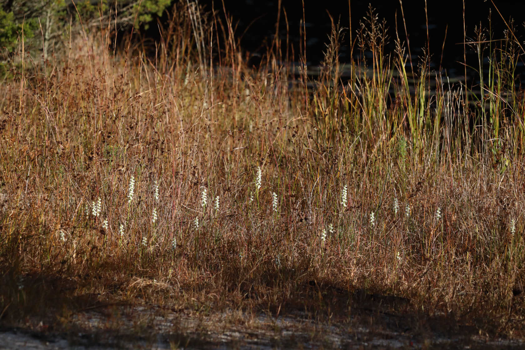 Nodding Ladies' Tresses