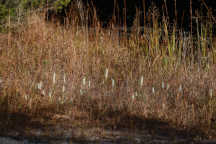 Spiranthes cernua